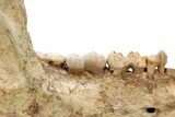 Fossil Cave Bear (Ursus spelaeus) Lower Jaw - Romania #240197-1